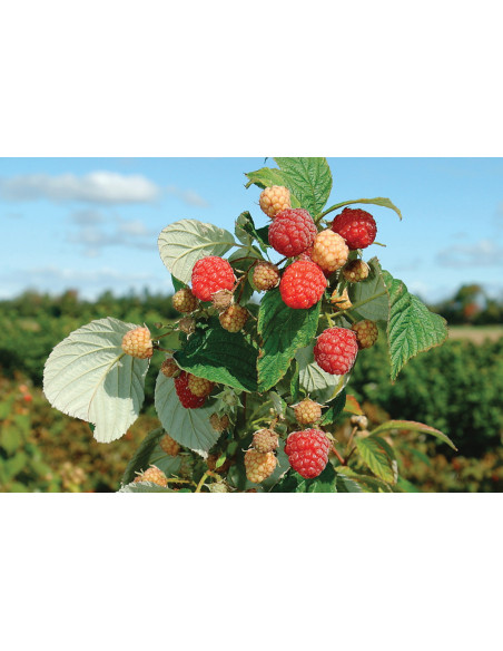 Frambuesa Roja ''Herencia''  Variedad de frambuesa americana (Rubus idaeus) Plantas de frambuesa mejoradas - Comprar online
