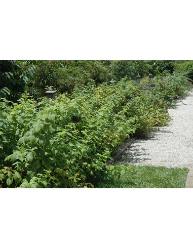 Heritage raspberry (Ruus idaeus) Everbearing...