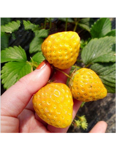 1 Planta de Fresa Amarilla GOLDEN NUGGET (Fragaria vesca) Plantulas de fresa al por mayor en Mexico - COMPRA AQUI