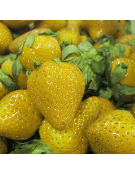 Strawberry, Golden nugget Yellow - (Fregaria vesca) YELLOW STRAWBERRY PLANTS FOR SALE