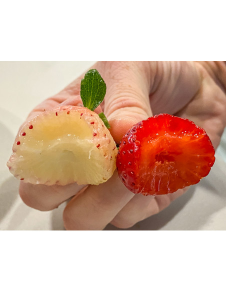 White strawberry (Fregaria vesca) -- Pineberry - pineberries for sale online - Rare and unique plants around the world.