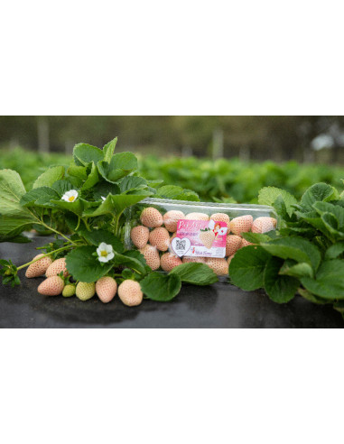 Fresa blanca (Alma blanca) 1 Planta en Venta...