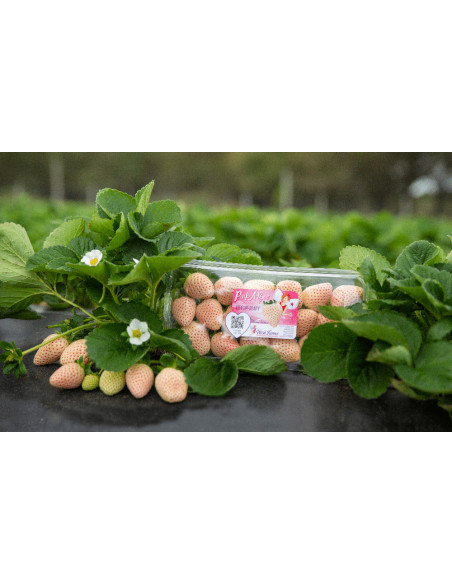 Fresa blanca (Alma blanca) 1 Planta en Venta para sembrar en el Jardin - Venta en Mexico