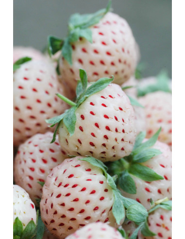 Fresa blanca (Alma blanca) 1 Planta en Venta...