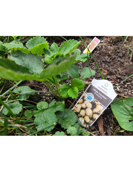 White strawberry (Fregaria vesca) -- Pineberry - pineberries for sale online - Rare and unique plants around the world.