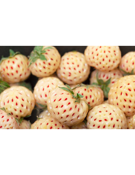 White strawberry (Fregaria vesca) -- Pineberry - pineberries for sale online - Rare and unique plants around the world.