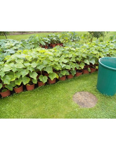 1 Kiri imperial tree (Paulownia tomentosa)