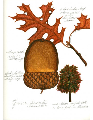 Shumard red oak - swamp oak ( Quercus shumardii)