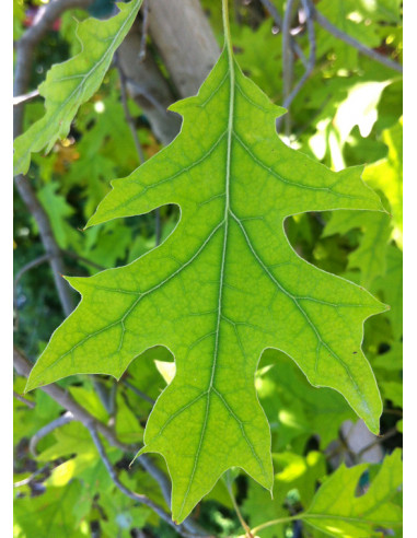 1 Arbol de Roble rojo (Quercus shumardii) -...