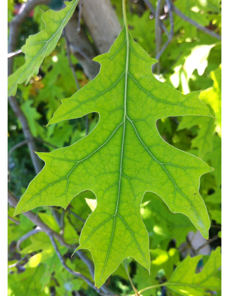 Shumard red oak - swamp oak ( Quercus shumardii)