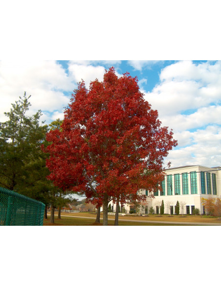 1 Arbol de Roble rojo (Quercus shumardii) - Encino americano unico en su clase, VENTA DE ROBLES ROJOS, ENCINOS ONLINE