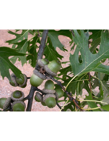 Shumard red oak - swamp oak ( Quercus shumardii)