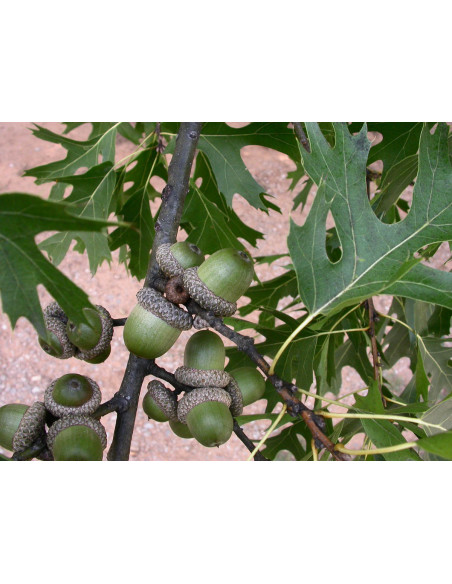 Shumard red oak - swamp oak ( Quercus shumardii)