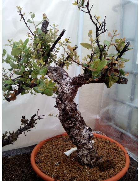 1 Arbol de Roble rojo (Quercus shumardii) - Encino americano unico en su clase, VENTA DE ROBLES ROJOS, ENCINOS ONLINE