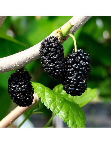 Mulberry 'Shangri La' (Morus alba) Black mulberry