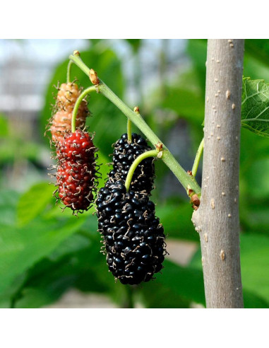Mulberry 'Shangri La' (Morus alba) Black mulberry