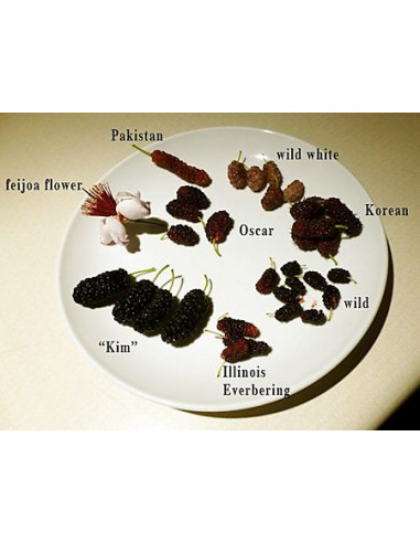 Mulberry 'Shangri La' (Morus alba) Black mulberry