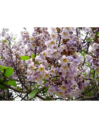 1 Arbolito de Paulownia tomentosa ''Kiri'' Arbol imperial chino
