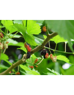 Dwarf mulberry 'Issail'...