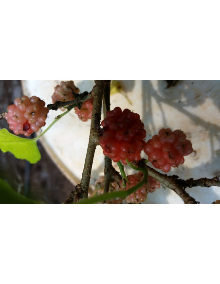 Dwarf mulberry 'Issail' (Morus alba) rare morus tree - grafted