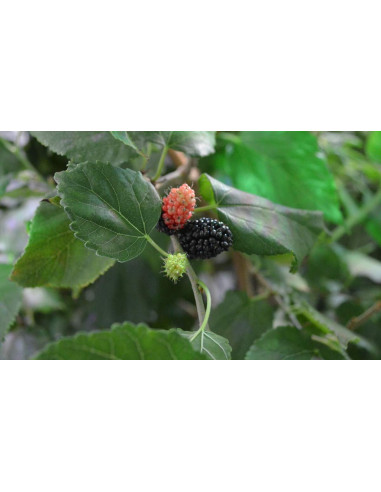 Arbol de Mora enana ''Issail'' (Morus alba) 1...