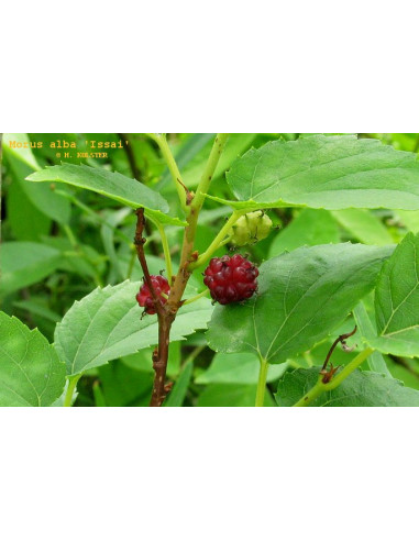 Dwarf mulberry 'Issail' (Morus alba) rare morus...