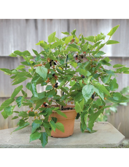 Dwarf mulberry 'Issail' (Morus alba) rare morus tree - grafted