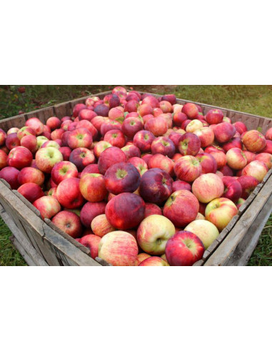 Cortland apple tree (Malus domestica) TWO YEAR GRAFT