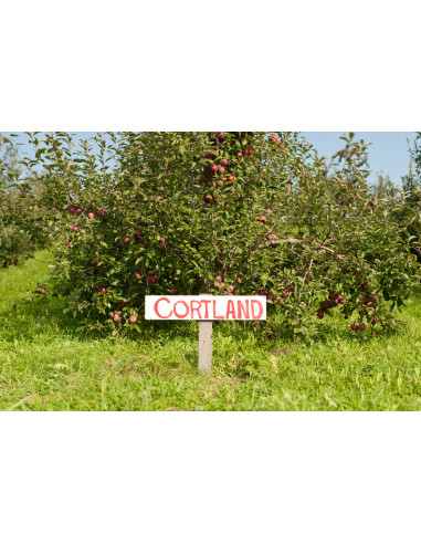 Cortland apple tree (Malus domestica) TWO YEAR...