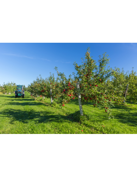 Cortland apple tree (Malus domestica) TWO YEAR GRAFT