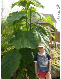 1 Arbolito de Paulownia tomentosa ''Kiri'' Arbol imperial chino