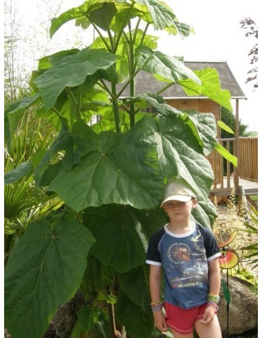 1 Arbolito de Paulownia tomentosa ''Kiri'' Arbol imperial chino