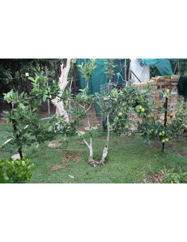 Golden dorsett apple tree (Malus domestica) TWO YEAR GRAFT