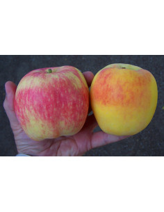 Golden dorsett apple tree... 2
