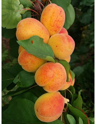 Moopark Apricot tree for sale (Prunus armeniaca) Damasco fruit, onlire rare tropicals