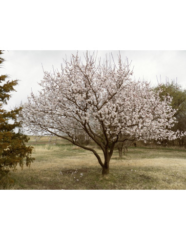 Moopark Apricot tree for sale (Prunus...