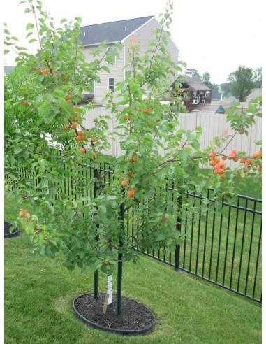 Moopark Apricot tree for sale (Prunus...