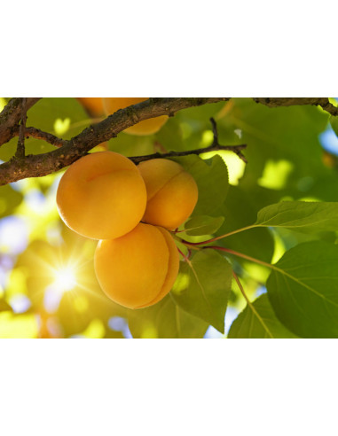 1 Arbolito de Albaricoque 'Moopark (Prunus...
