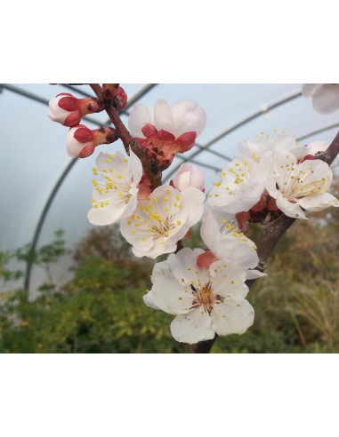1 Arbolito de Albaricoque 'Moopark (Prunus...