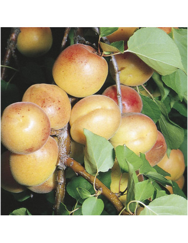 1 Arbolito de Albaricoque 'Moopark (Prunus...
