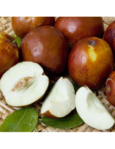 1 Arbolito de Jujube 'Li' (Ziziphus jujuba) Azufaifo, Manzanita, Jocote coreano