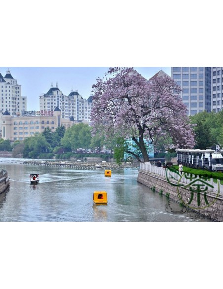 1 Kiri imperial tree (Paulownia tomentosa)