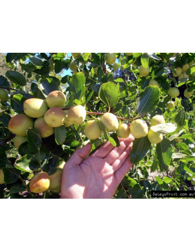 1 Arbolito de Jujube 'Li' (Ziziphus jujuba)...