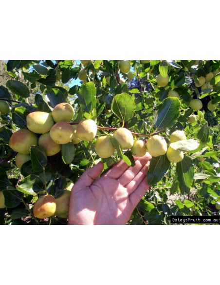 Li Jujube (Ziziphus jujuba) GRAFTED - RARE PLANT & FRUIT NURSERY
