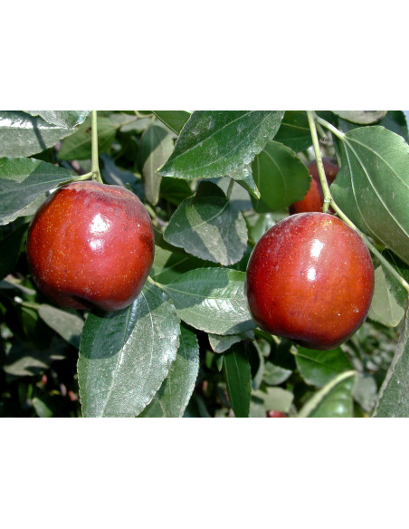 Li Jujube (Ziziphus jujuba) GRAFTED - RARE PLANT & FRUIT NURSERY