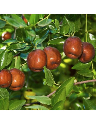 Li Jujube (Ziziphus jujuba) GRAFTED - RARE...