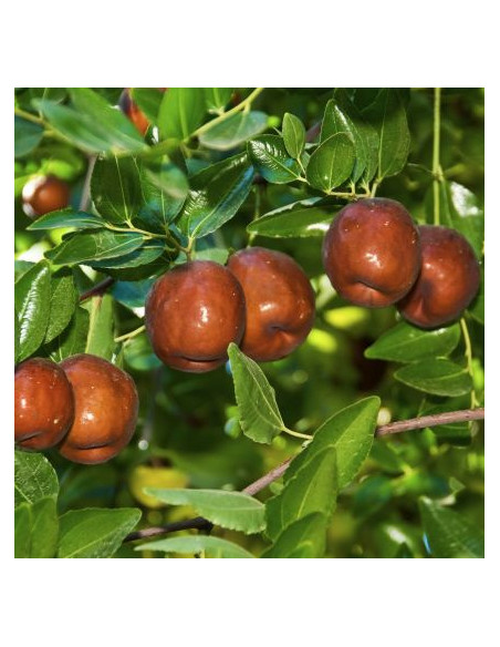 Li Jujube (Ziziphus jujuba) GRAFTED - RARE PLANT & FRUIT NURSERY