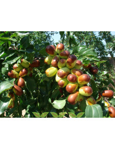 Lang Jujube (Ziziphus jujuba) GRAFTED - RARE PLANT & FRUIT NURSERY 2