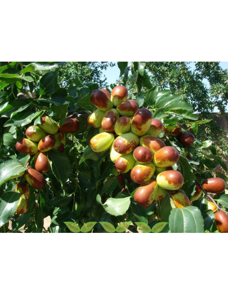 Jujube ''Lang'' (Ziziphus jujuba) Azufaifo, Manzanita, Jocote coreano VENTA EN MEXICO