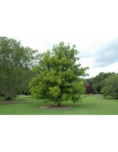 Lang Jujube (Ziziphus jujuba) GRAFTED - RARE...